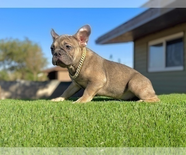Medium Photo #2 French Bulldog Puppy For Sale in NEW YORK, NY, USA