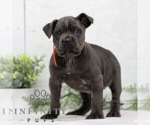 Cane Corso Puppy for sale in GORDONVILLE, PA, USA