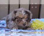 Small Photo #2 Aussiedoodle Miniature  Puppy For Sale in FREDERICKSBG, OH, USA