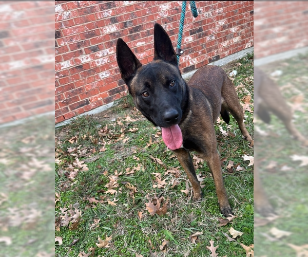 Medium Photo #5 Mutt Puppy For Sale in Imlay City, MI, USA