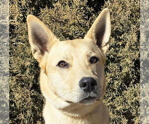 Mutt Dogs for adoption in Albuquerque, NM, USA