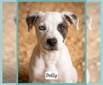 Small Catahoula Leopard Dog Mix