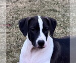 Peggy, new pics, video - Female Pointer-Unknown Mix Dog for Adoption - Small photo
