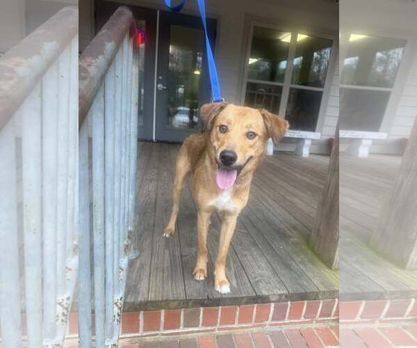Medium Photo #2 Beagle-Unknown Mix Puppy For Sale in Minneapolis, MN, USA