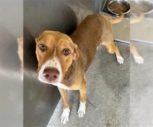 American Pit Bull Terrier Dogs for adoption in Downey, CA, USA