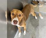 Small American Pit Bull Terrier