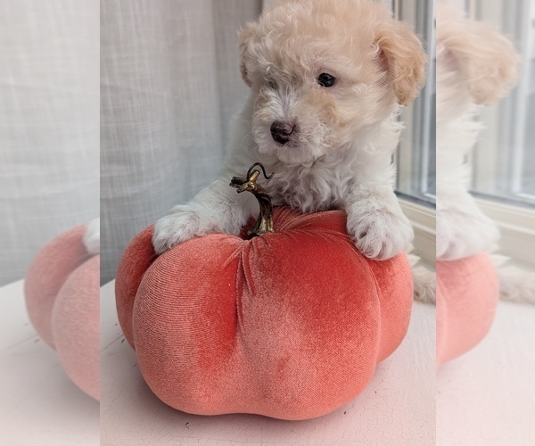 Medium Photo #3 Miniature Australian Shepherd-Poodle (Toy) Mix Puppy For Sale in CICERO, NY, USA