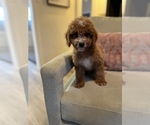 Small Photo #2 Cavapoo Puppy For Sale in LAS VEGAS, NV, USA