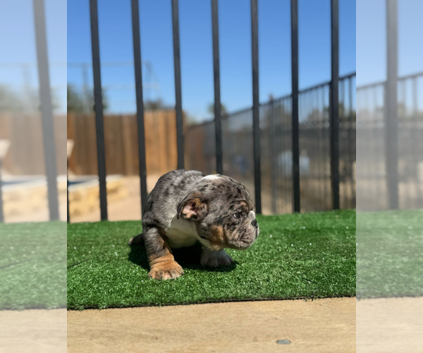 Medium Photo #5 English Bulldog Puppy For Sale in ATLANTA, GA, USA