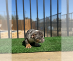 Small #4 English Bulldog