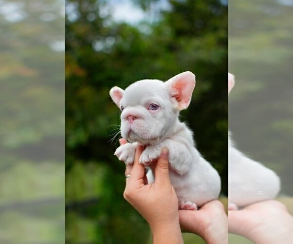 Medium Photo #5 French Bulldog Puppy For Sale in SEATTLE, WA, USA