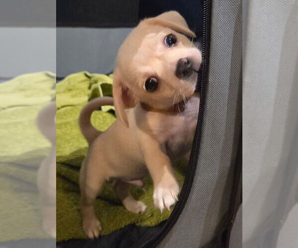 Medium Photo #7 Pug-Unknown Mix Puppy For Sale in Lake Forest, CA, USA