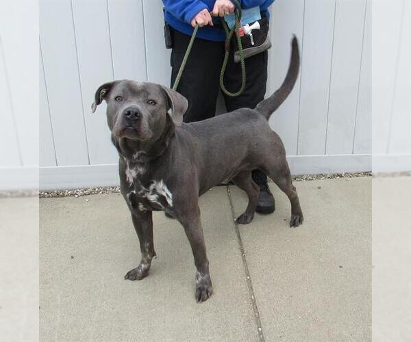 Medium Photo #1 American Pit Bull Terrier-Labrador Retriever Mix Puppy For Sale in Louisville, KY, USA