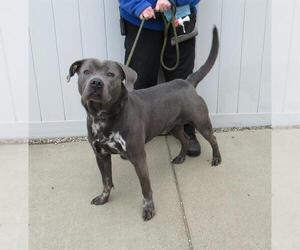 American Pit Bull Terrier-Labrador Retriever Mix Dogs for adoption in Louisville, KY, USA
