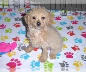 Cockapoo-Poodle (Miniature) Mix Puppy for sale in ORO VALLEY, AZ, USA
