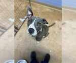 Small #8 Bullboxer Pit