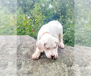 Dogo Argentino Puppy for sale in BELGRADE, ME, USA