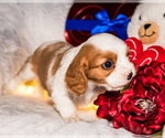 Small Photo #20 Cavalier King Charles Spaniel Puppy For Sale in WAKARUSA, IN, USA