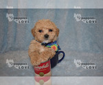 Small Photo #4 Maltipoo-Poodle (Toy) Mix Puppy For Sale in SANGER, TX, USA