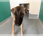 A257121 - Female Mutt Dog for Adoption - Small photo