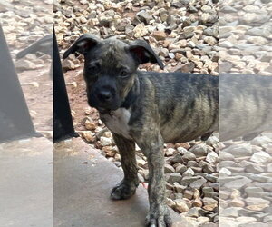 Mork Lonestar - Male Mutt Dog for Adoption - Photo #3