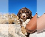 Small #12 Australian Shepherd