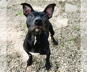 American Pit Bull Terrier Dogs for adoption in Aurora, IL, USA