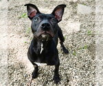 Small American Pit Bull Terrier