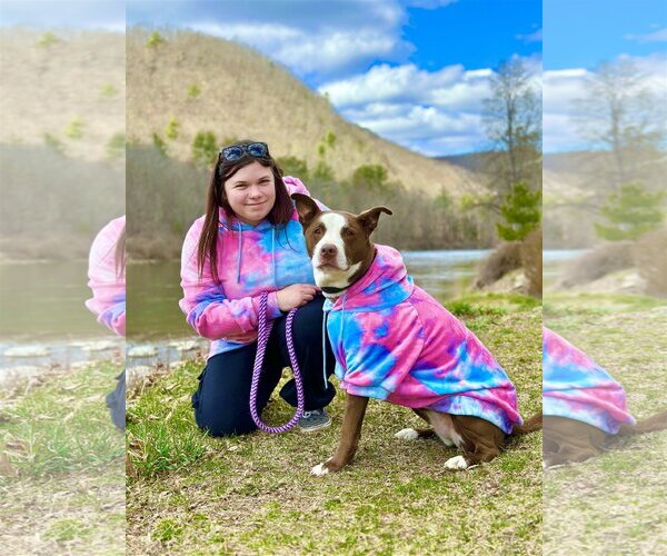 Medium Photo #2 American Pit Bull Terrier-Labrador Retriever Mix Puppy For Sale in West Cornwall, CT, USA
