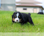 Small #12 Bernese Mountain Dog