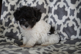 Poodle (Toy) Puppy for sale in FREDERICKSBURG, OH, USA