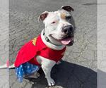Small #3 Staffordshire Bull Terrier Mix