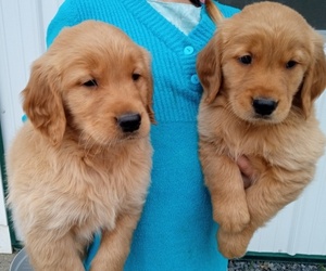 Golden Retriever Puppy for sale in SENECA FALLS, NY, USA