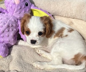 Cavalier King Charles Spaniel Puppy for sale in LOCKPORT, IL, USA
