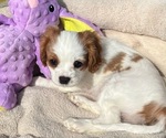 Small Photo #1 Cavalier King Charles Spaniel Puppy For Sale in LOCKPORT, IL, USA