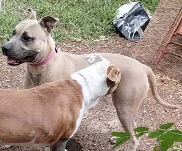 Medium Photo #1 American Staffordshire Terrier-Unknown Mix Puppy For Sale in San Antonio, TX, USA