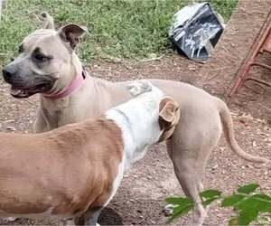 American Staffordshire Terrier-Unknown Mix Dogs for adoption in San Antonio, TX, USA