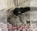Small Photo #10 Golden Retriever-Great Dane Mix Puppy For Sale in STRUTHERS, OH, USA