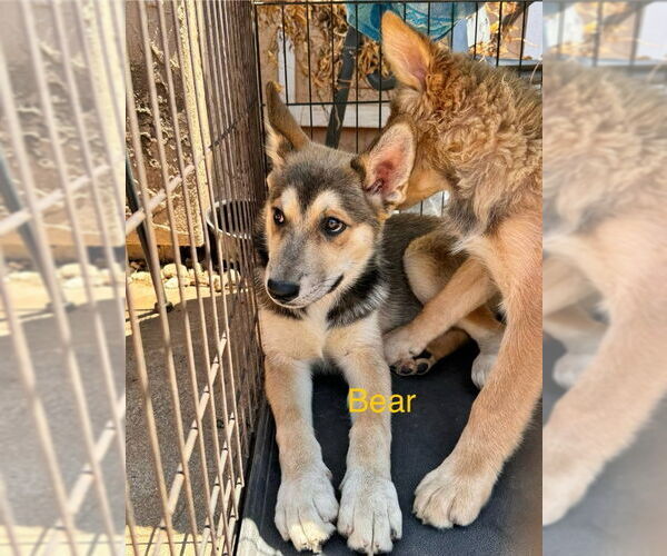 Medium Photo #5 Huskies -Unknown Mix Puppy For Sale in San Diego, CA, USA