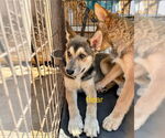 Small #4 Huskies  Mix