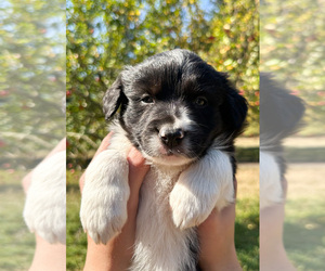 Border-Aussie Puppy for Sale in LA CENTER, Washington USA