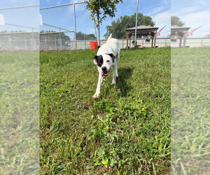 Bullet - Male Affenpinscher-Unknown Mix Dog for Adoption - Photo #4