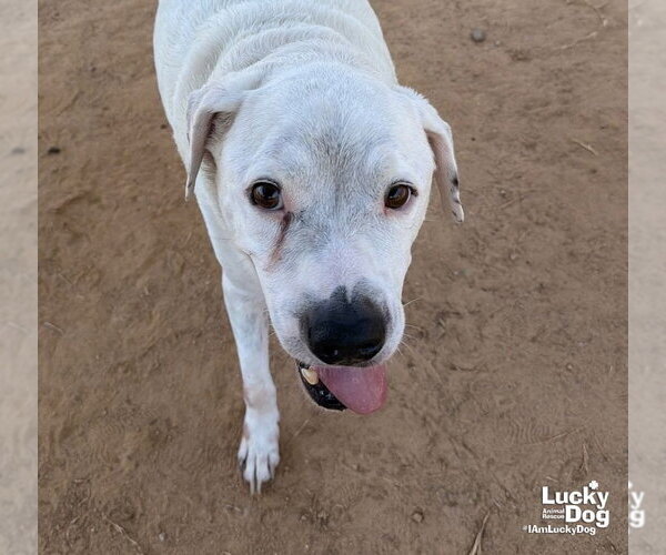 Medium Photo #3 Bulldog-Labrador Retriever Mix Puppy For Sale in Washington, DC, USA