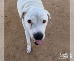 Small Photo #3 Bulldog-Labrador Retriever Mix Puppy For Sale in Washington, DC, USA