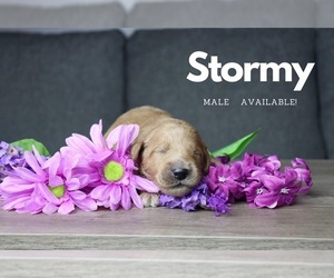 Goldendoodle Puppy for sale in GR, MI, USA