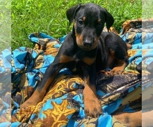 Doberman Pinscher Puppy for sale in MILL SPRING, NC, USA