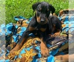 Small Photo #1 Doberman Pinscher Puppy For Sale in MILL SPRING, NC, USA