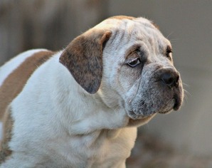 Olde English Bulldogge Puppy for sale in WINTER PARK, FL, USA