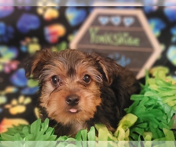 Medium Photo #1 Yorkshire Terrier Puppy For Sale in AKRON, OH, USA