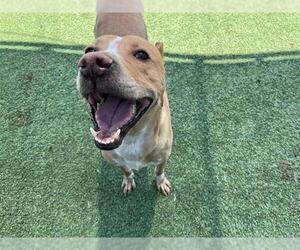 Labrador Retriever-Unknown Mix Dogs for adoption in Grand Prairie, TX, USA